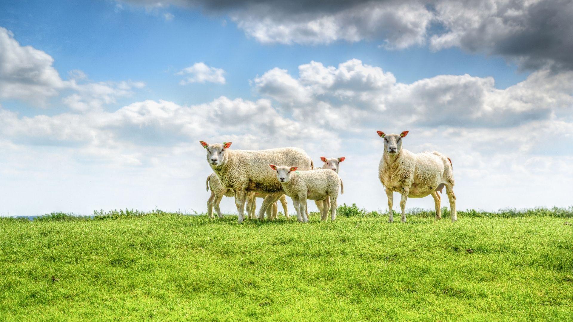 Animal Gestation Calculators
